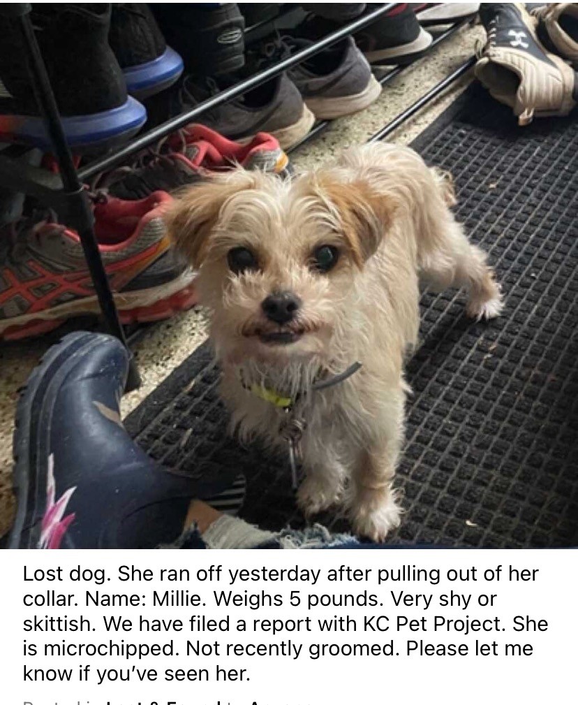 Image of Millie, Lost Dog