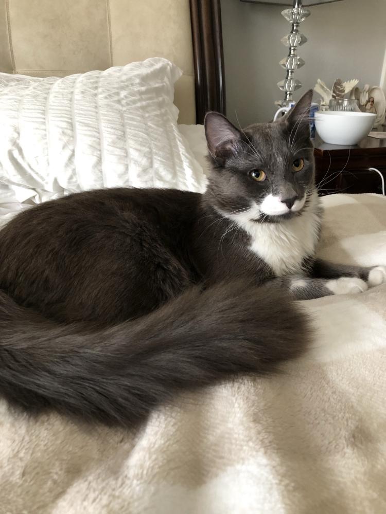 Image of Prince Cooter, Lost Cat