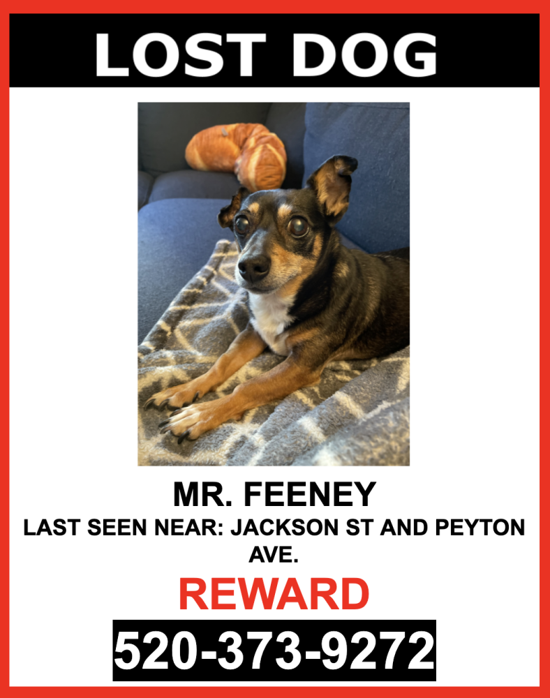 Image of Mr Feeney, Lost Dog