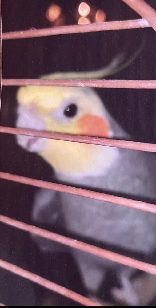 Image of Petey, Lost Bird