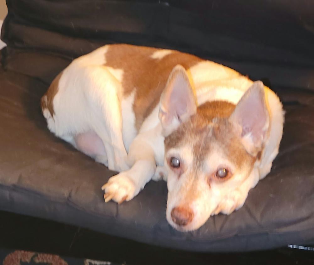Image of Chancey, Lost Dog