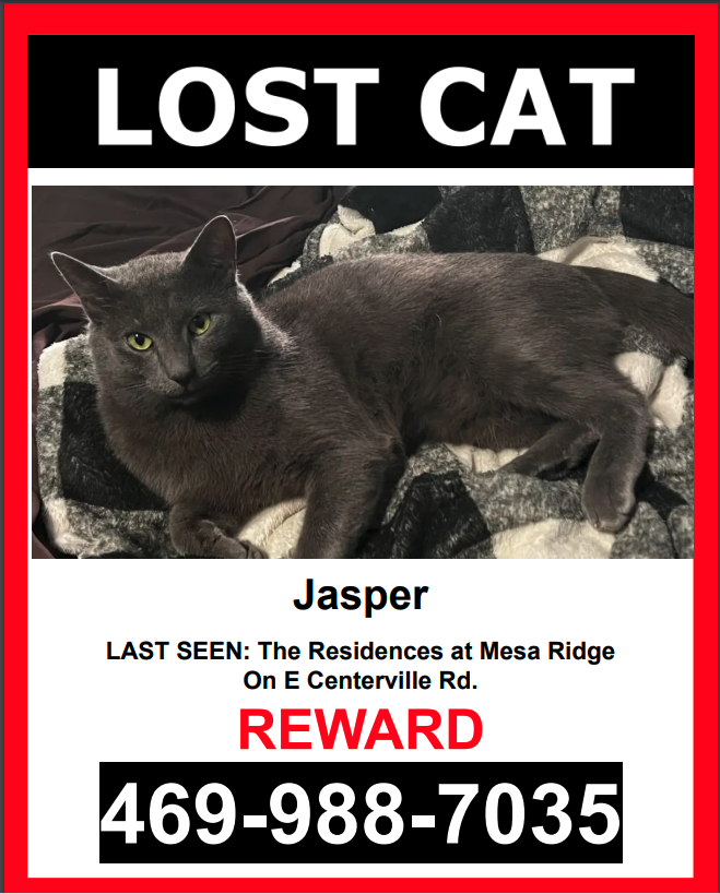 Image of Jasper, Lost Cat