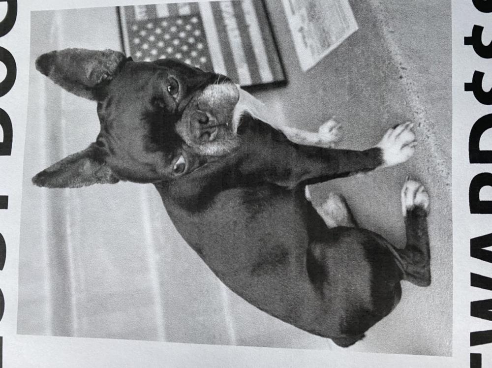 Image of Archibald, Lost Dog
