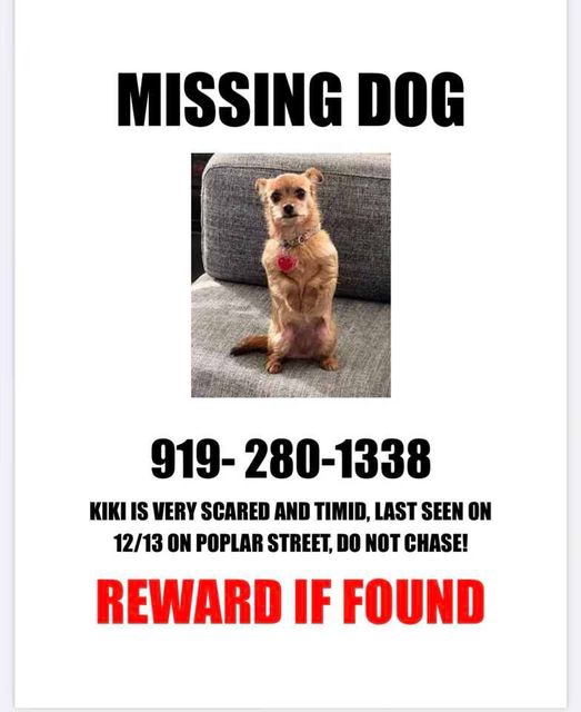 Image of Kiki, Lost Dog