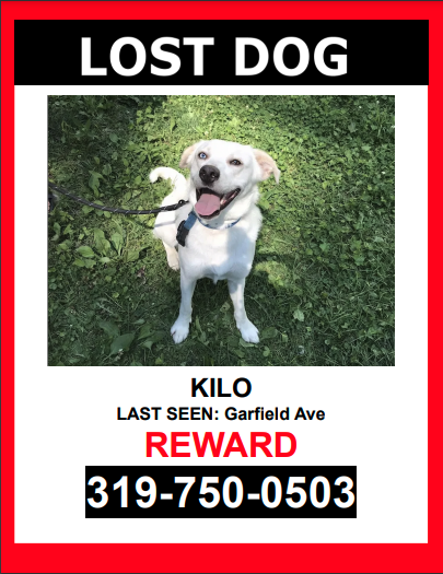 Image of Kilo, Lost Dog