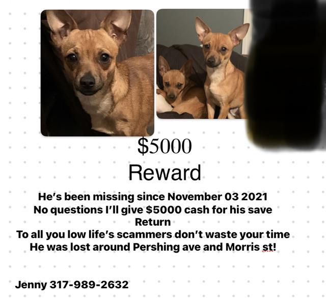Image of Remy, Lost Dog
