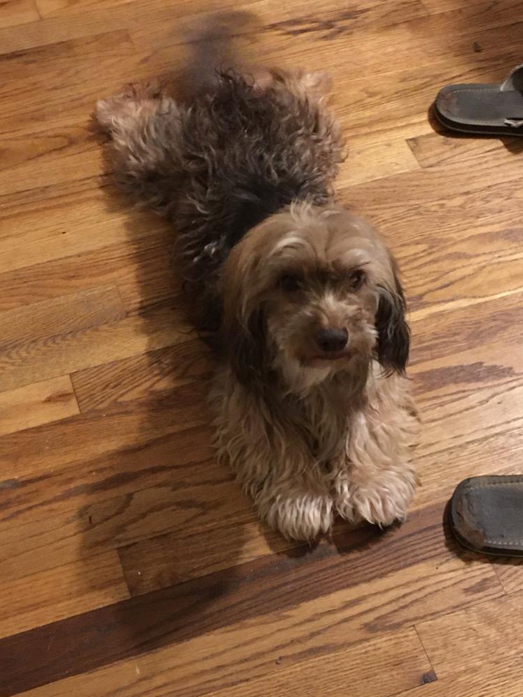 Image of Shaggy, Lost Dog