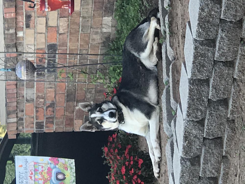 Image of Snookie, Lost Dog