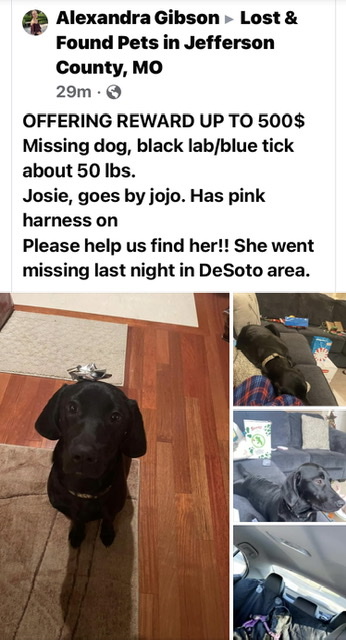 Image of Josie (JoJo), Lost Dog