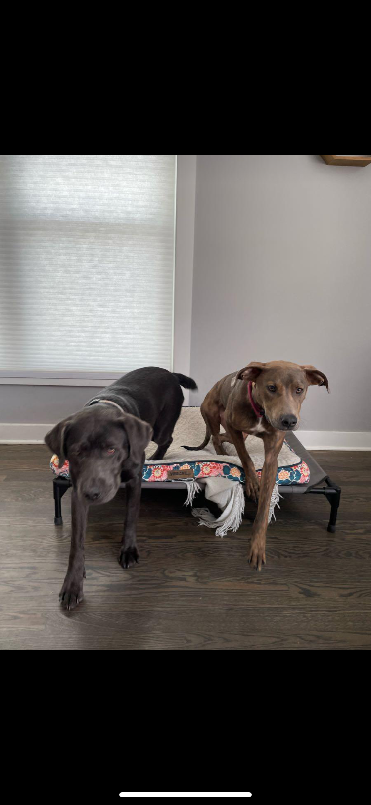 Image of Ruby and Luna, Lost Dog