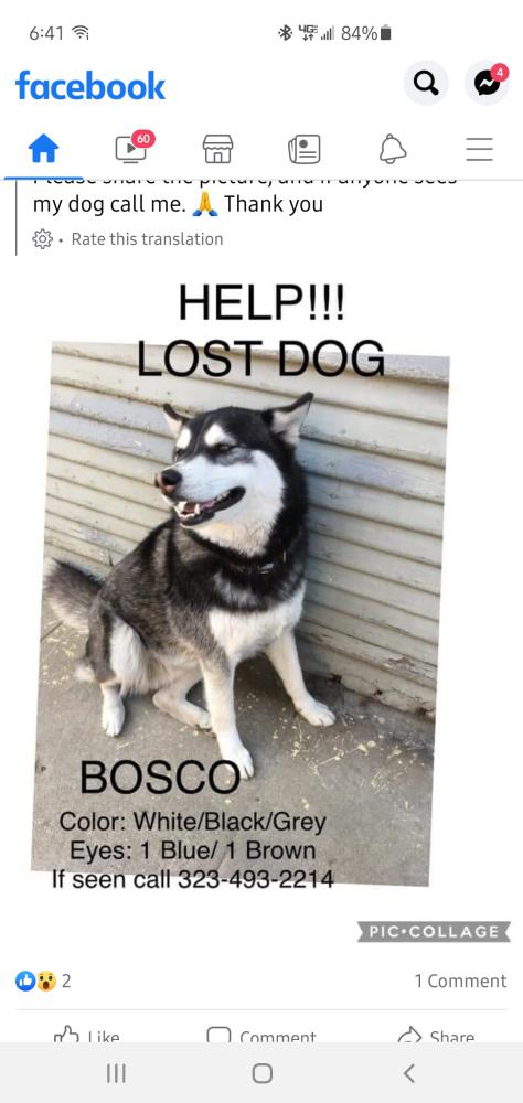 Image of Boscoe, Lost Dog