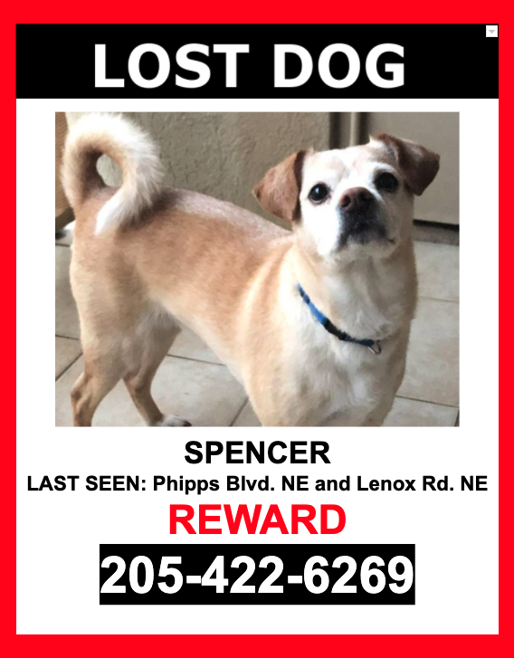 Image of Spencer, Lost Dog