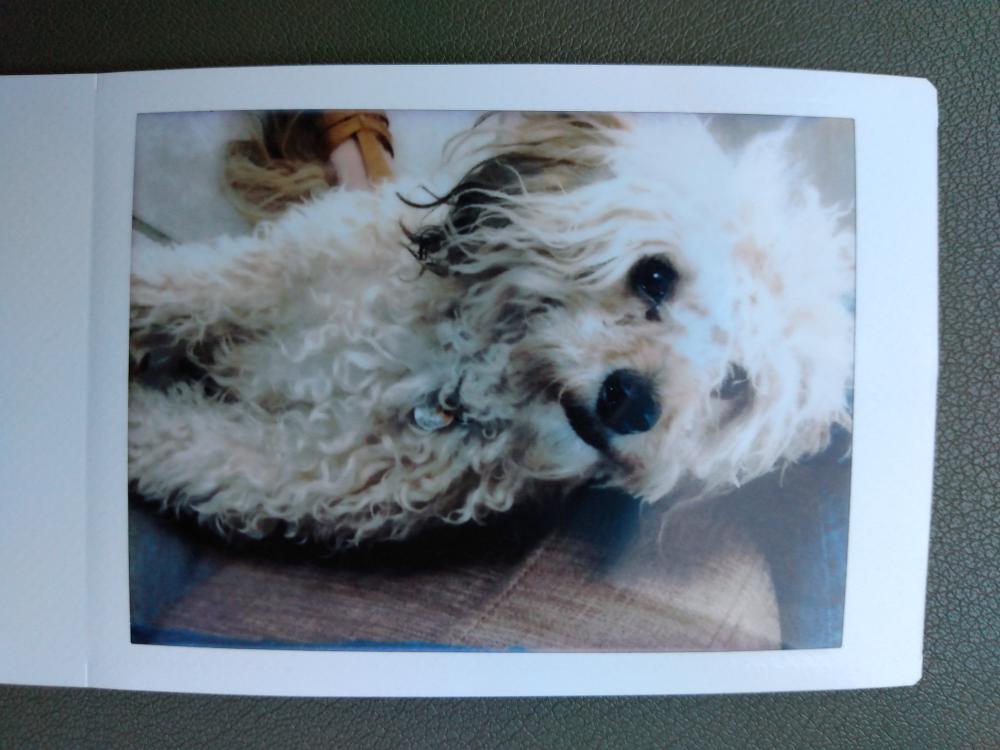 Image of Pascual, Lost Dog