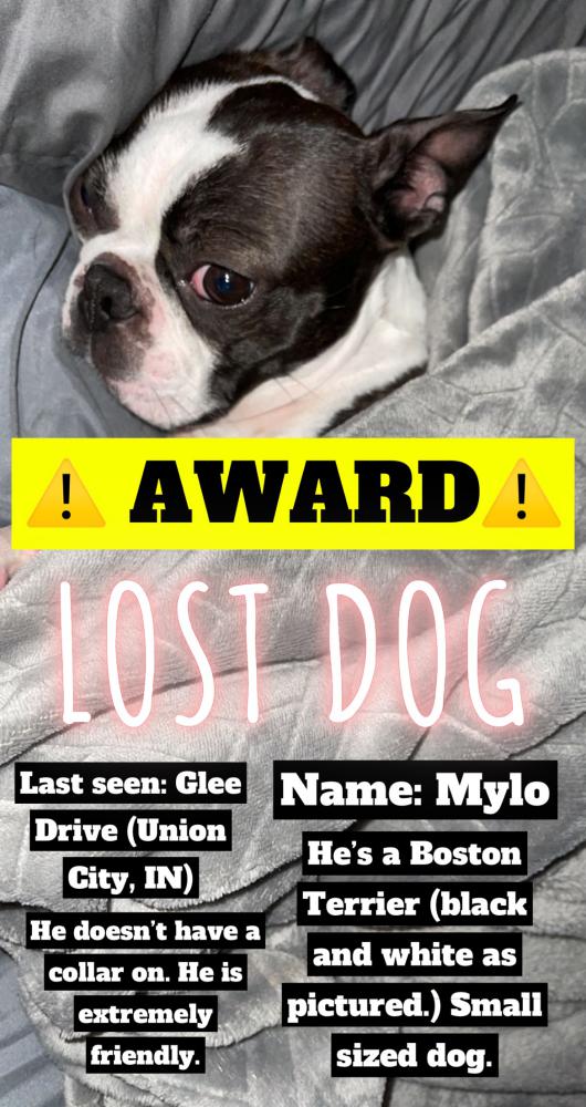 Image of Mylo, Lost Dog