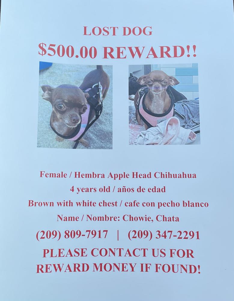 Image of Chowie, Lost Dog