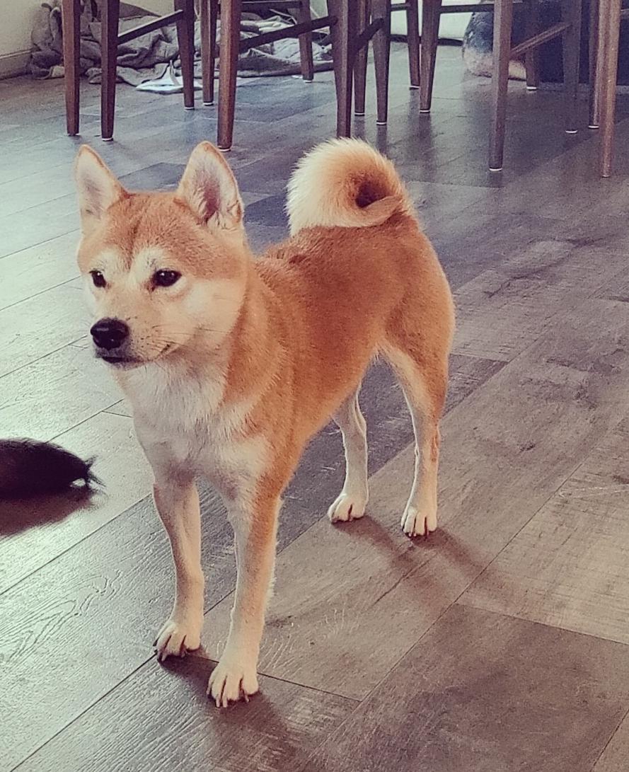 Image of Kyubi, Lost Dog
