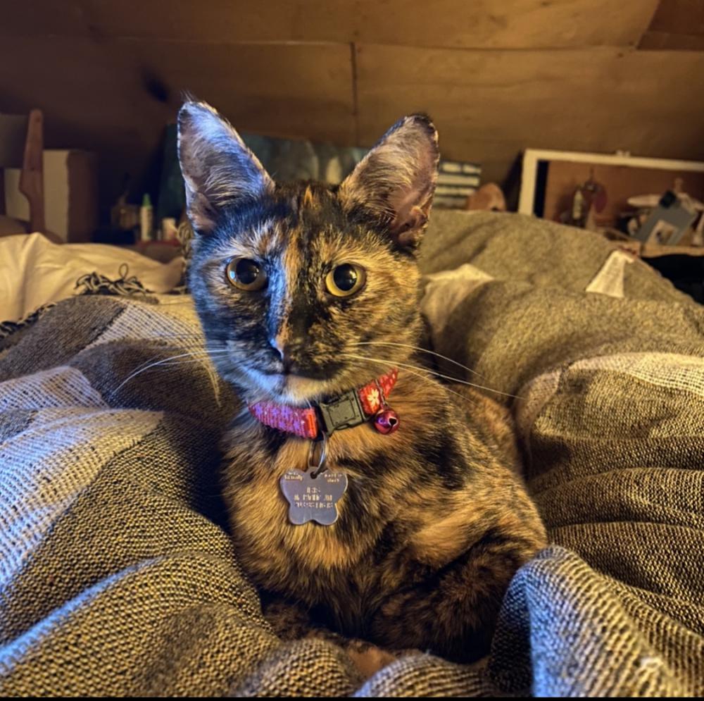 Image of Iris, Lost Cat
