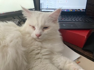 Image of Jimi (Cottonball), Lost Cat