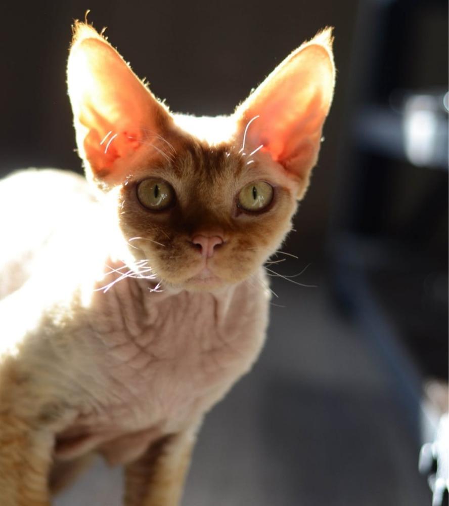 Image of Dobby, Lost Cat