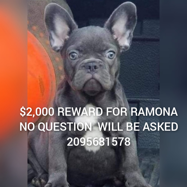 Image of RAMONA, Lost Dog