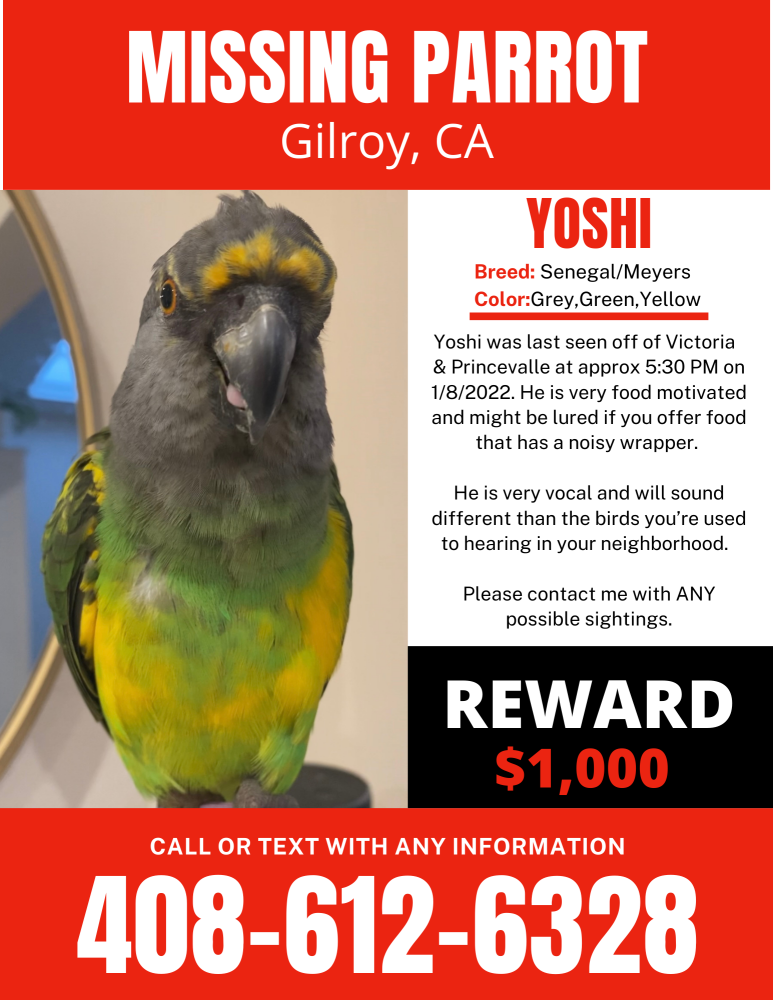 Image of Yoshi, Lost Bird