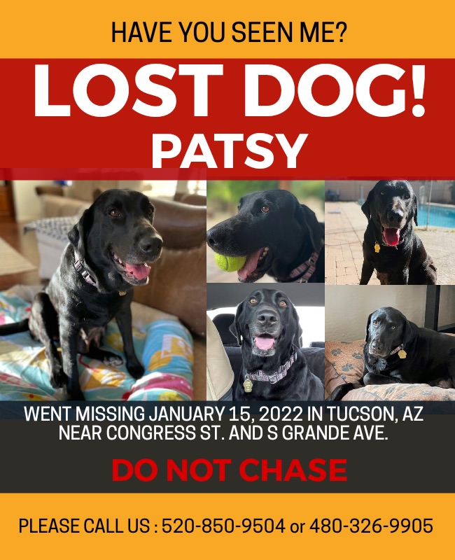Image of Patsy, Lost Dog