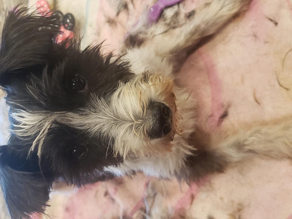 Image of Lily / unknown, Found Dog