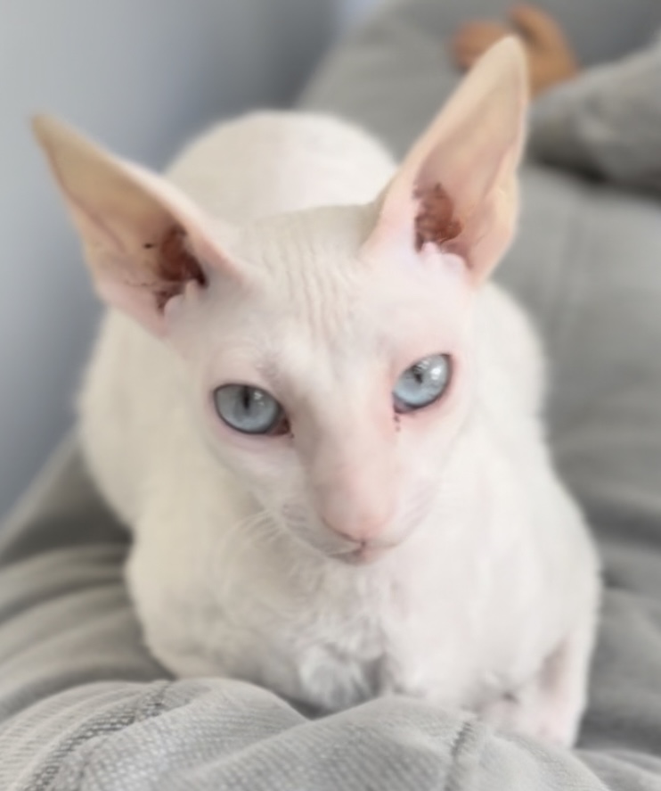 Image of Lana, Lost Cat
