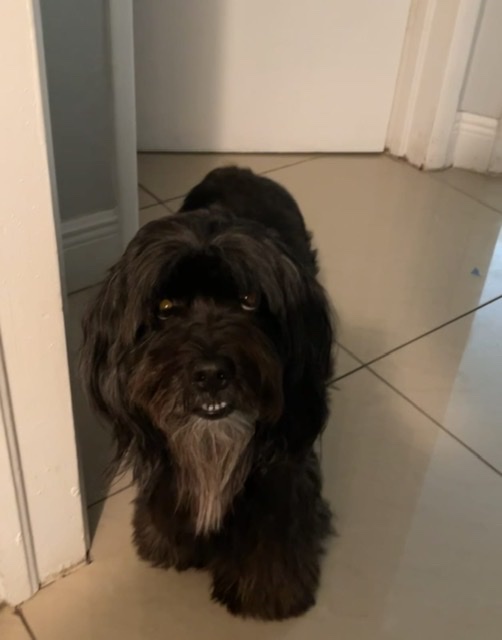 Image of Blacky, Lost Dog
