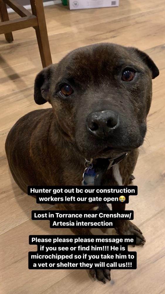 Image of Hunter, Lost Dog