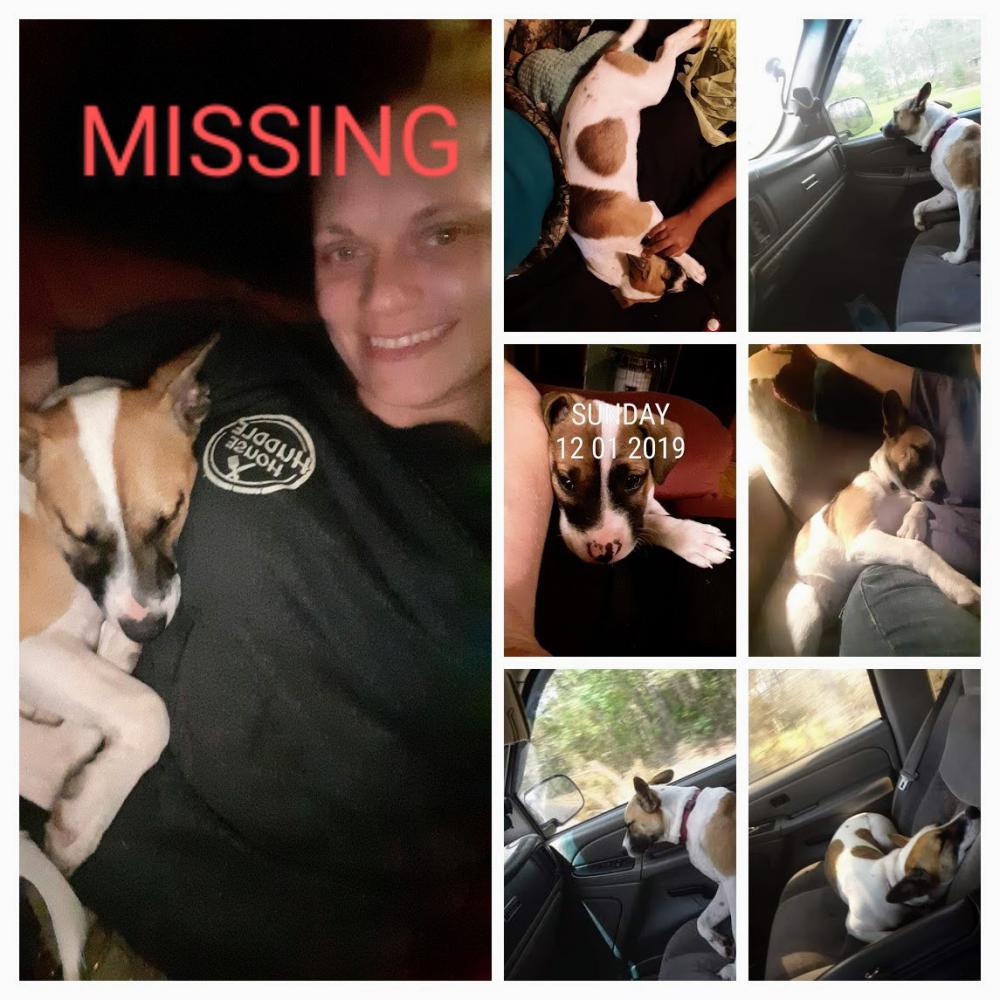 Image of Rowdie, Lost Dog