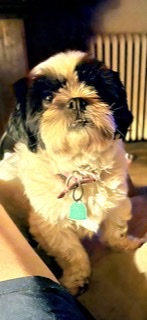 Image of Lola, Lost Dog