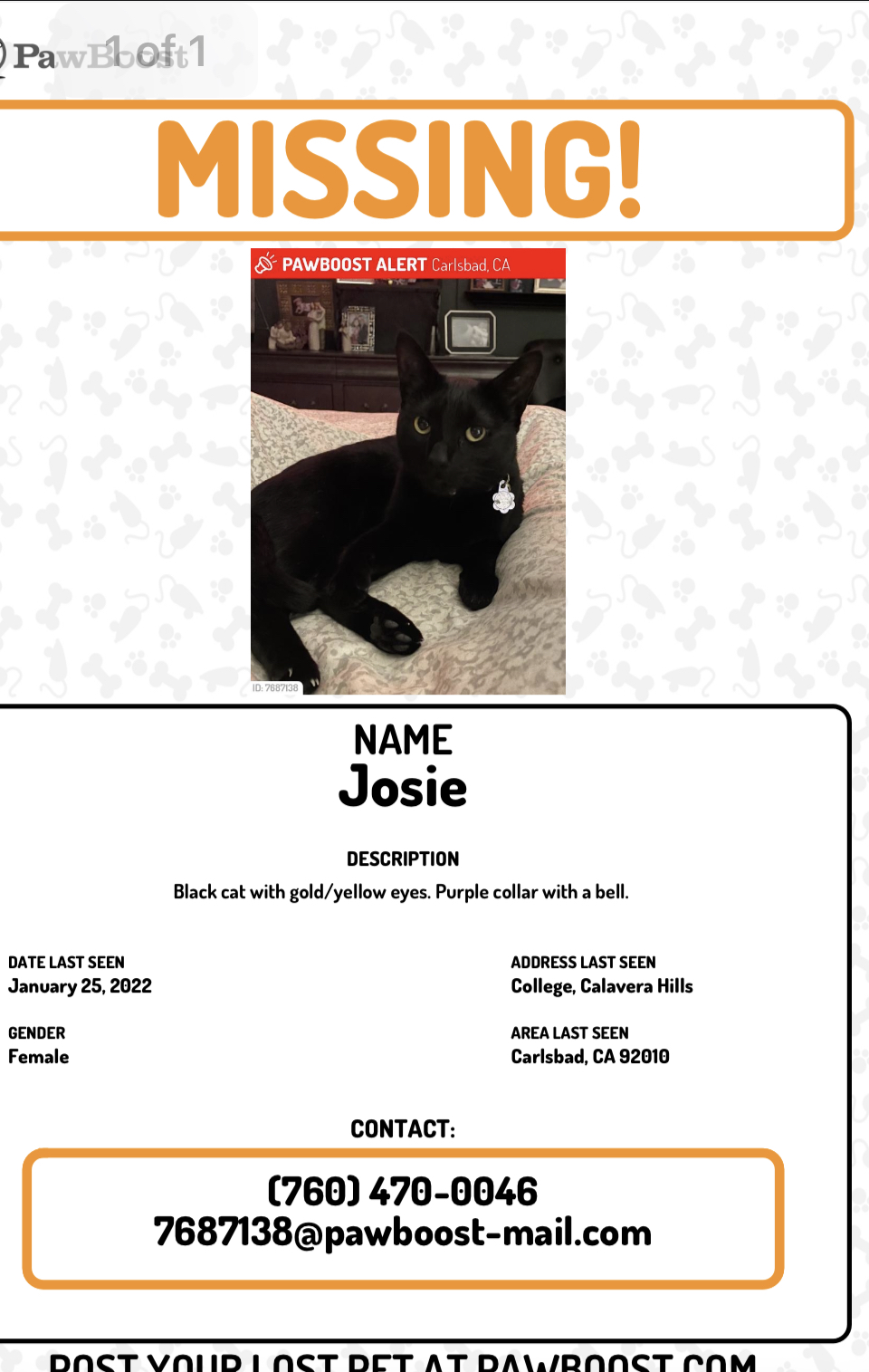 Image of Josie, Lost Cat