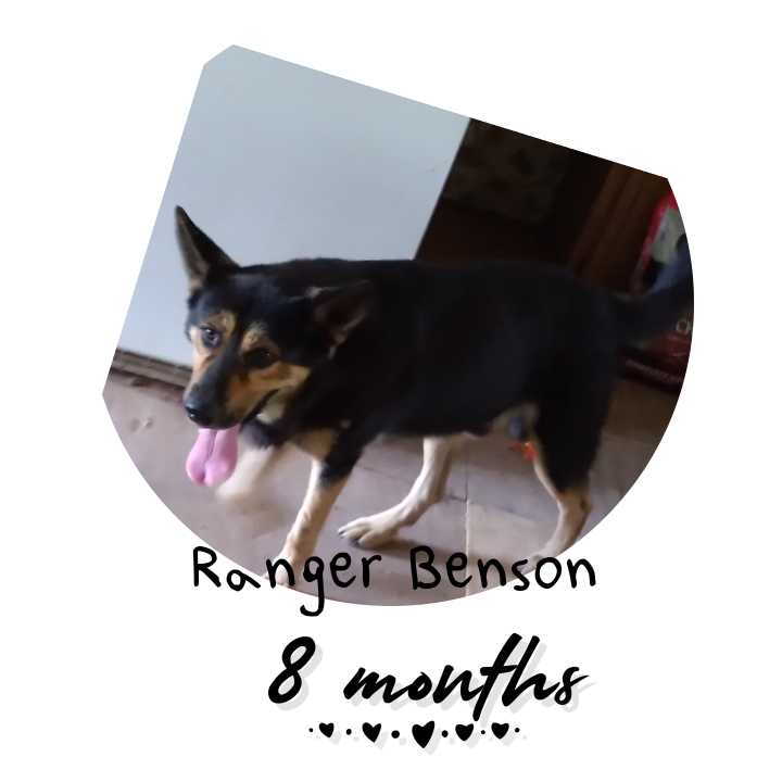 Image of Ranger Benson, Lost Dog
