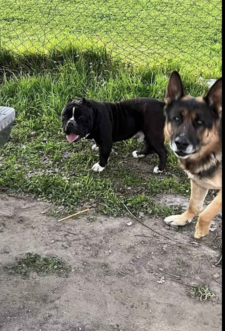 Image of Smoky and Kittyboy, Lost Dog