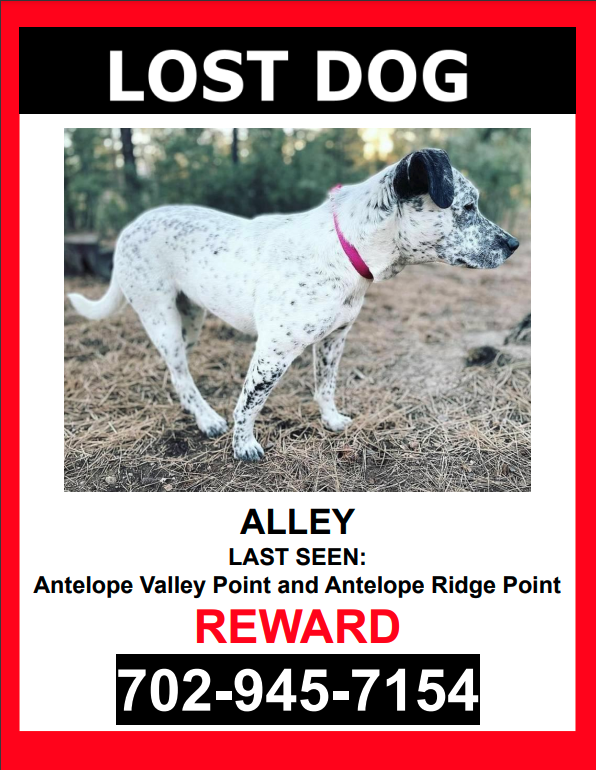 Image of Alley, Lost Dog