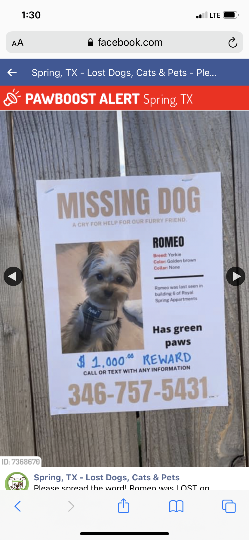 Image of Romeo, Lost Dog