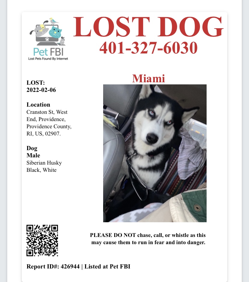Image of Miami, Lost Dog