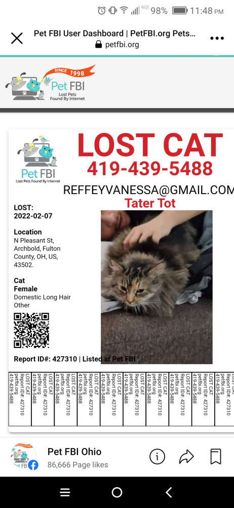 Image of Tater Tot, Lost Cat