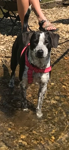 Image of Fiona, Lost Dog