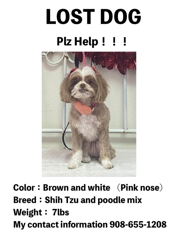 Image of Paopao, Lost Dog