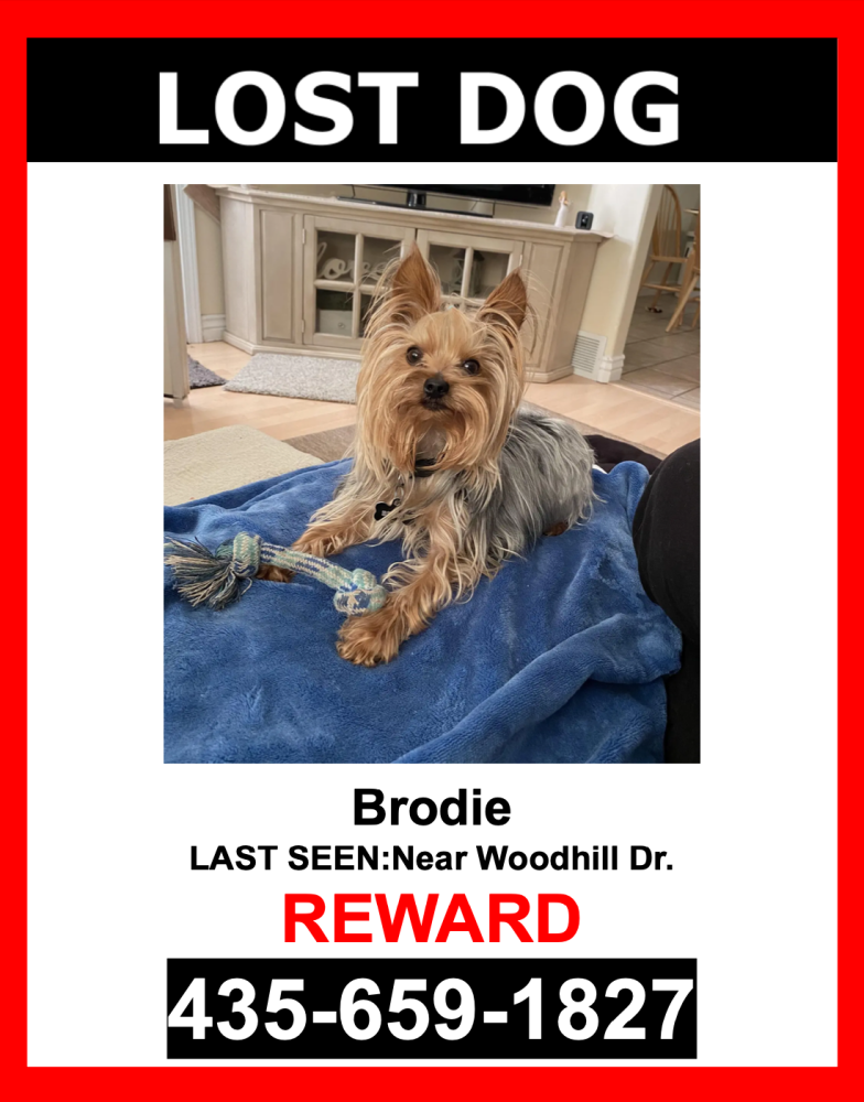 Image of Brodie, Lost Dog