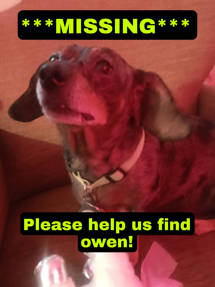 Image of Owen, Lost Dog