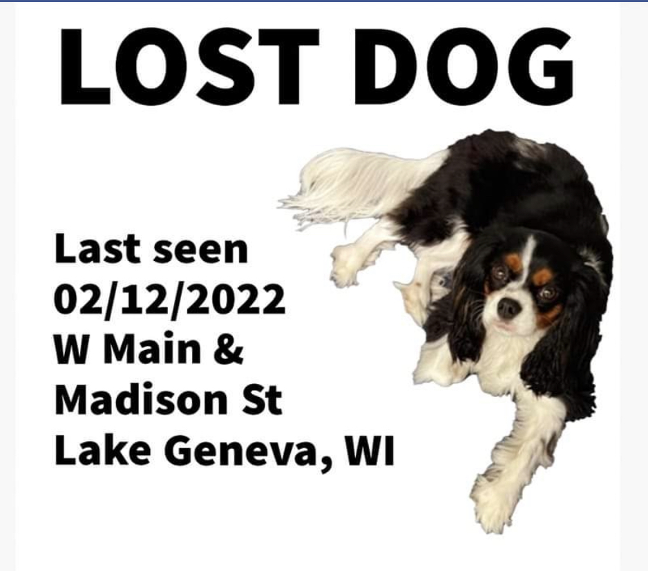 Image of Jessa, Lost Dog