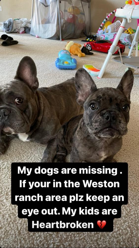 Image of Rocky and Louie, Lost Dog
