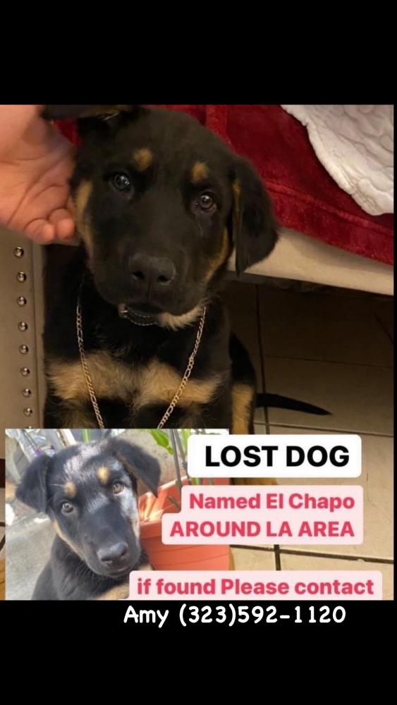 Image of Chapo, Lost Dog
