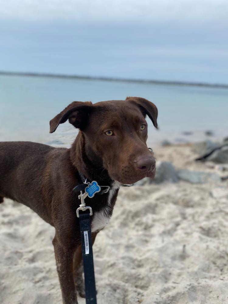 Image of Hershey, Lost Dog