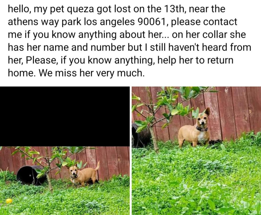Image of Queza, Lost Dog