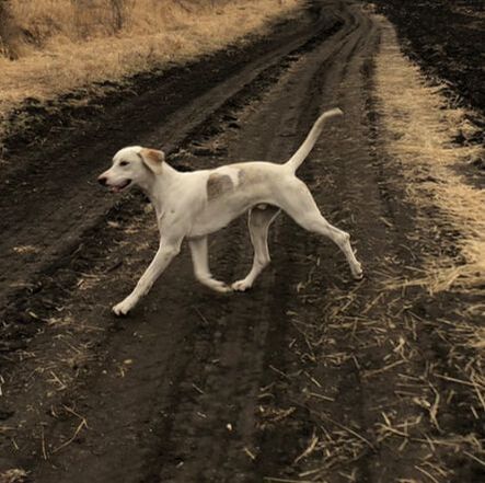 Image of Fargo, Lost Dog