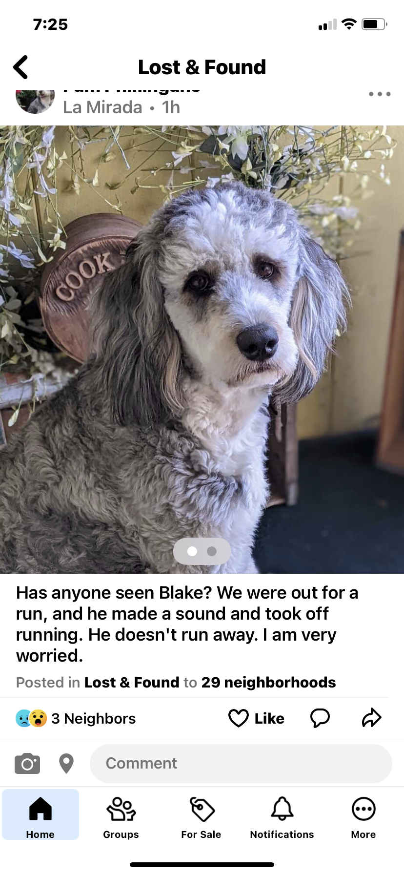 Image of Blake, Lost Dog